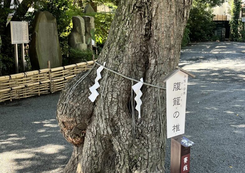 子宝、安産祈願　七社神社へ